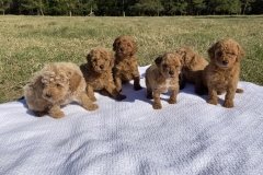 Miniature Poodles